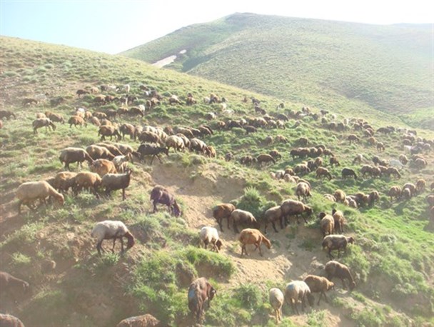 نارضایتی دامداران علم کندی بخاطر ورود دامهای مازاد / مدیریت مأمورین یگانهای حفاظتی هنگام گذرگاه دام ها +تصاویر