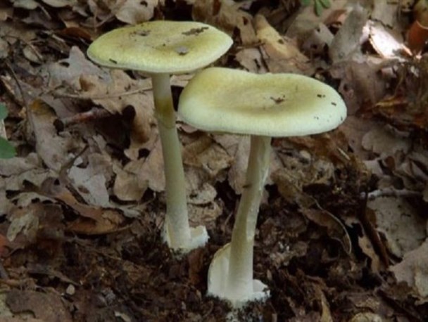 مصرف قارچ سمی از نوع amanita عامل مهم مرگ ناشی از مسمومیت قارچی