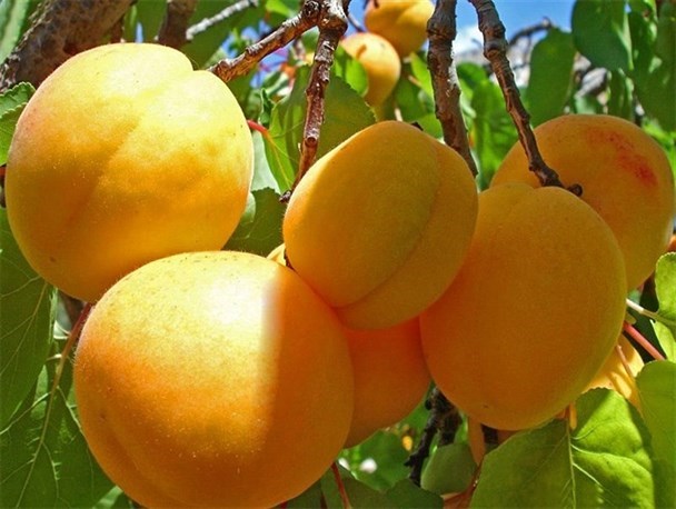 پیش بینی برداشت 15 تن در هکتار زردآلو در خاتم