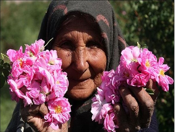 برداشت گل محمدی از سطح 18 هکتار مزارع قزوین آغاز شد