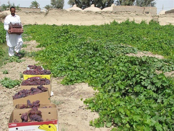 برداشت انگور یاقوتی از شهرستان های جنوبی سیستان وبلوچستان