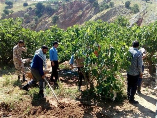 500 دانشجوی بسیجی برای پاکسازی انجیرستان پلدختر اعزام شدند