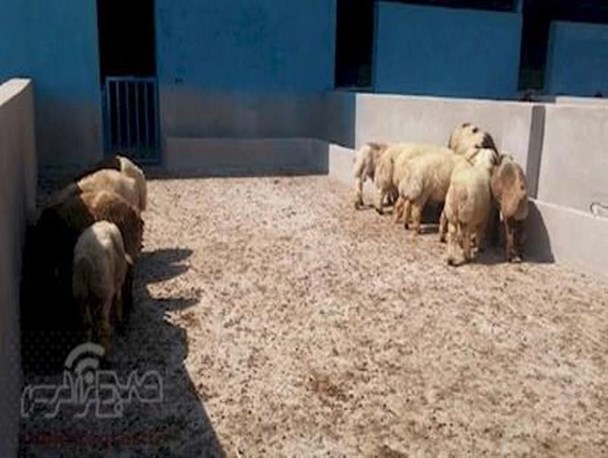 عصبانیت کارگر یاسوجی از دست استاندار کهگیلویه و بویراحمد/برای خرید دام به فلکه ساعت بروید!+فیلم
