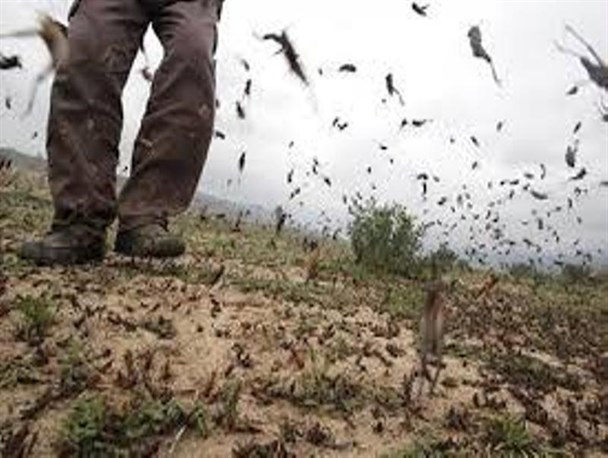 هجوم ملخ‌ها به مناطق بویراحمد گرمسیر/همه پای کار بیایند، شرایط بحرانی است