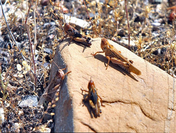 ملخ‌های مروست بومی بوده و مهاجر نیستند/ خطری محصولات کشاورزی را تهدید نمی‌کند