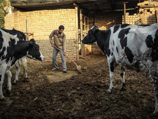 عدم صادرات لبنیات باعث کاهش قیمت شیرخام شده است