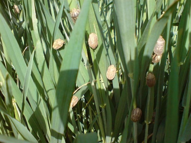 عملیات مبارزه با سن مادر در ۷۲ هزار هکتار از مزراع اجرا شد