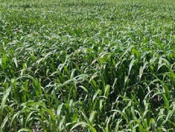 کشت قراردادی گیاهان علوفه ای در اراضی لرستان اجرا می شود