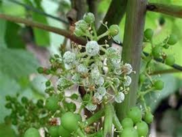 اطلاع رسانی به موقع از وقوع بیماری سفید داخلی انگور با استفاده از سیستم پیش آگاهی/کنترل بیماری با انجام مبارزه به موقع در تاکستان ها