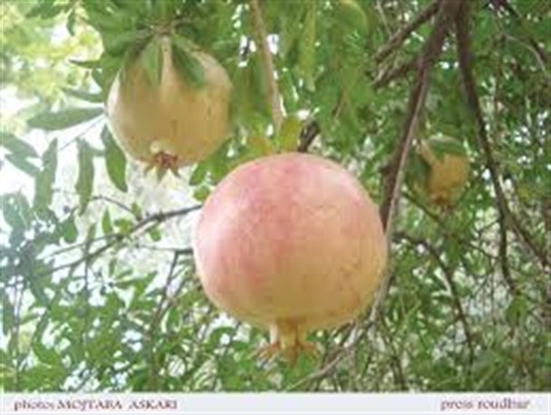 سارق باغات ساوه به دام افتاد