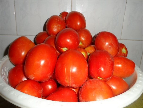 گوجه های کشاورزان کلاله ای خریدار ندارد! +تصاویر