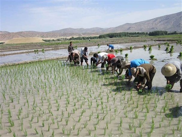 کاشت برنج در شالیزارهای سیروان شروع شد