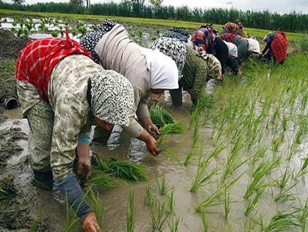 رعایت الگوی کشت یعنی افزایش واردات!