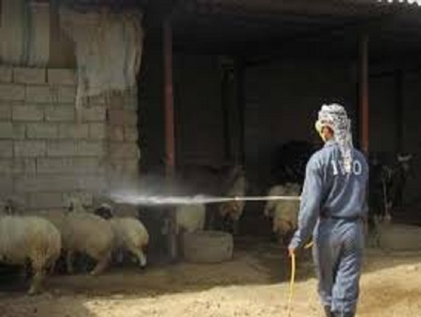 سم پاشی رایگان 70 هزار راس دام عشایر در قوچان