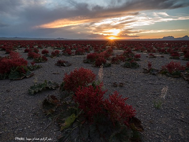 دشت ریواس - شهربابک/تصاویر