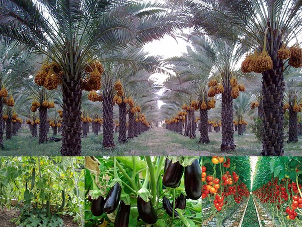 نقش مهم آموزش در راستای تولید و توسعه محصولات زراعی/ بیش از 200 نفر در شهر جالق شاغل شدند
