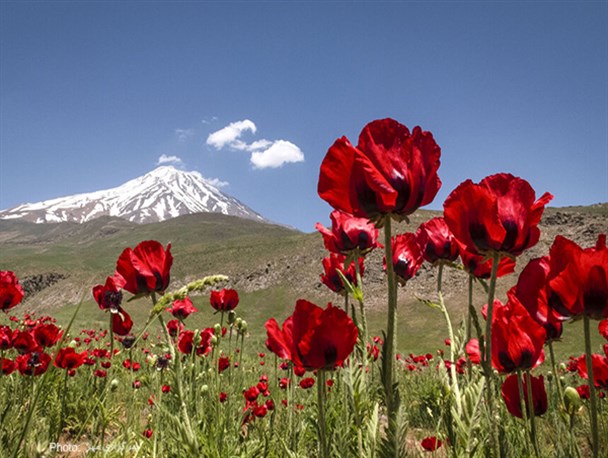 صدور سند وقف بخشی از کوه دماوند به‌ نام اوقاف