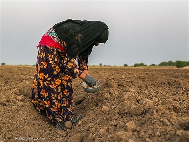 تصاویر/کاشت لوبیا در روستای کریم خلف حمیدیه - خوزستان