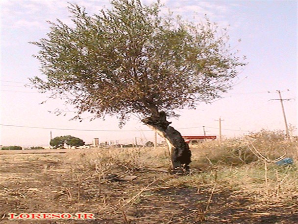 تو خود حدیث مفصل بخوان از این مجمل