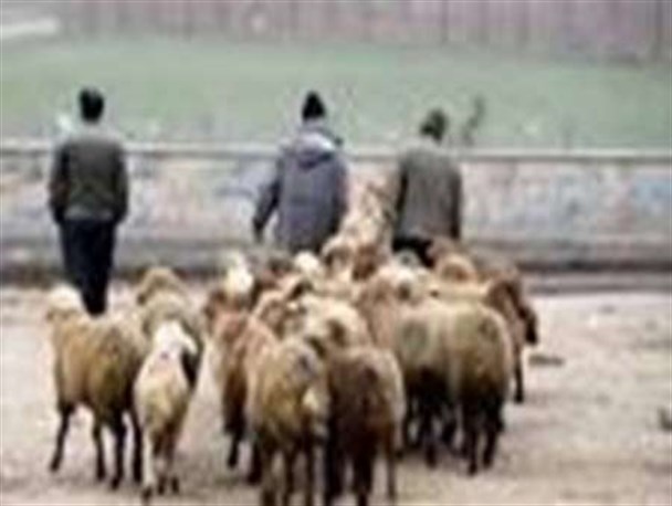 کشف 47 راس دام قاچاق در دامغان