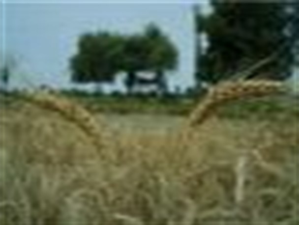 افتتاح64 پروژه در همایش تجلیل از برگزیدگان بخش کشاورزی