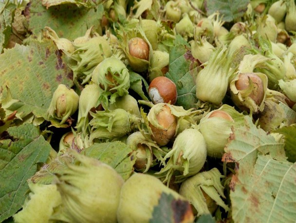 تصاویری از برداشت فندق در روستای ولنی اشکورات