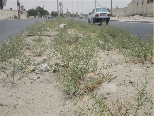بلوار ورودی جاده نیروگاه جولانگاه نی زارهای بد بو +تصویر