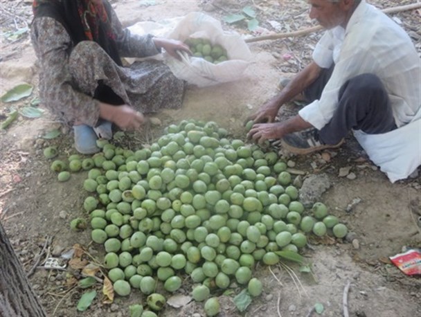شاهرگ حیات اقتصادی رابر هنوز به روش سنتی برداشت می شود