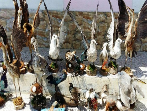 کشف و ضبط 20 پرنده تاکسی‌درمی شده در بابلسر +تصویر