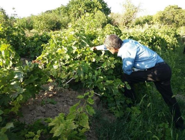 پیش‌بینی برداشت ۱۵۰۰تُن انگور از تاکستان‌های کمیجان