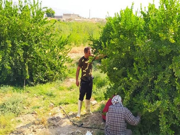 فصل برداشت طلای ترش درگچساران/ لیمو ترش؛ محصول سرآمد کهگیلویه وبویراحمد+تصاویر