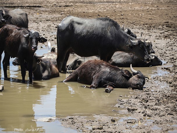 رئیس‌جمهور از هورالعظیم بازدید کرد