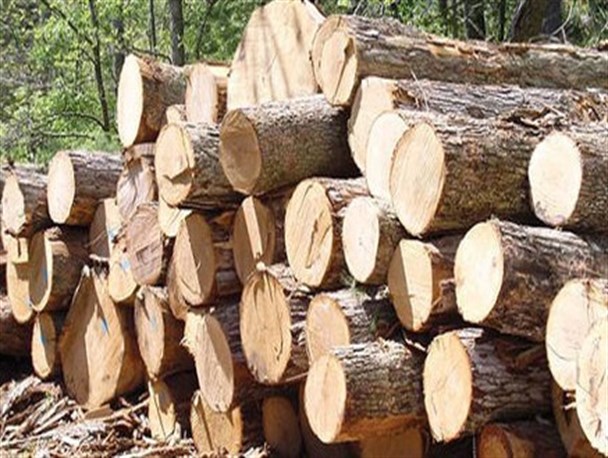 قاچاقچی چوب در یاسوج ۷میلیارد جریمه شد