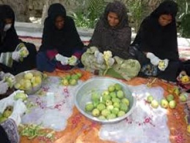 نیاز ساخت کارخانه ترشی در دومین قطب تولید انبه کشور/ وقتی استاندار به در خواست کمک باغداران پاسخی نداد