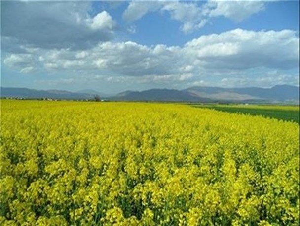 آغاز کشت دانه های روغنی کلزا در شهرستان بن