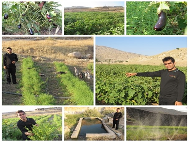 برداشت 5تن بادمجان از 700متر زمین/ کاشت همزمان 4محصول کشاورزی در یک زمین زراعی+تصاویر