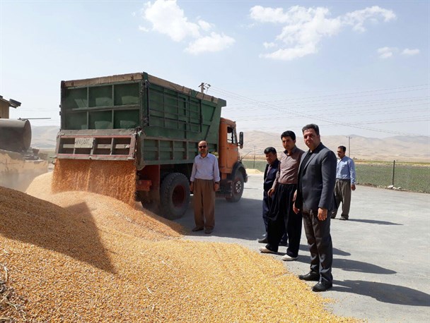 ۵ هزار تن ذرت دانه از مزارع شهرستان روانسر برداشت شده است