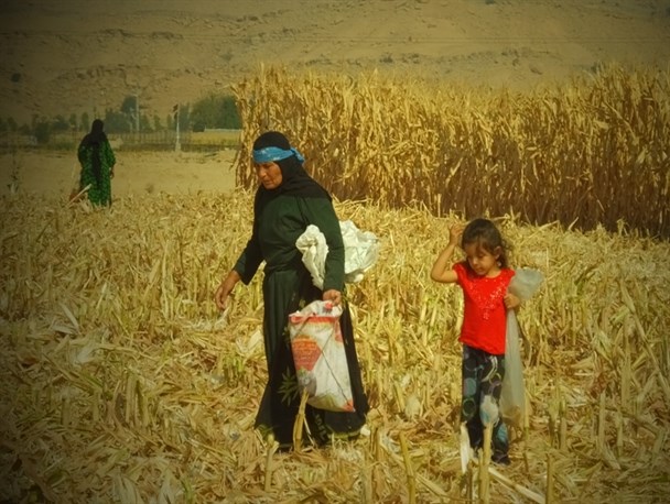 محرومیت زدایی با اجرای طرح همگام با کشاورز در گچساران /کشاورزی پایدار با همراهی مهندسین جهادگر+تصاویر