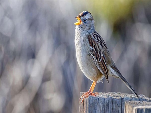 گنجشک ها زمان کرونا در دستگاهی متفاوت می خوانند!