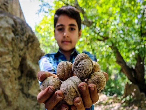 بساط جشنواره گردو را کرونا برچید یا کم تدبیری؟!