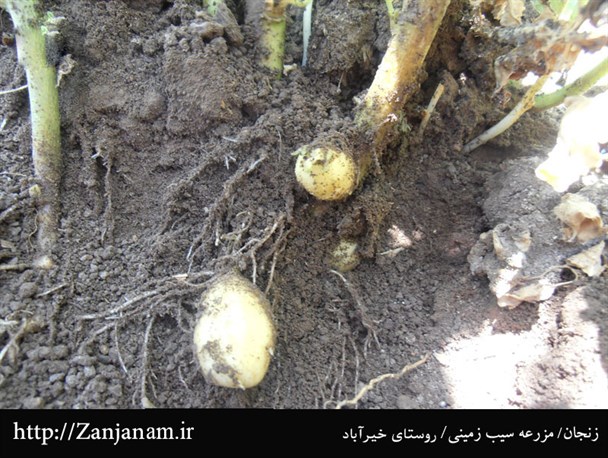 سیب زمینی پاییزه زنجان+تصاویر