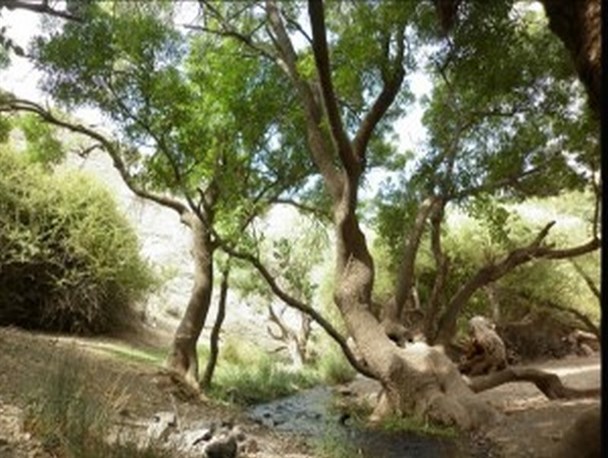 تصاویری زیبا از طبیعت کوهپایه ای شهرستان کویری بردسکن