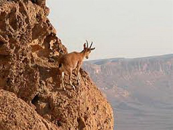 برگزاری نخستین سفر یک روزه طبیعت گردی انجمن حمایت از حیوانات در همدان