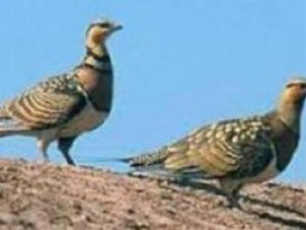 دستگیری دو متخلف صید و شکار پرندگان در بندر کنارک