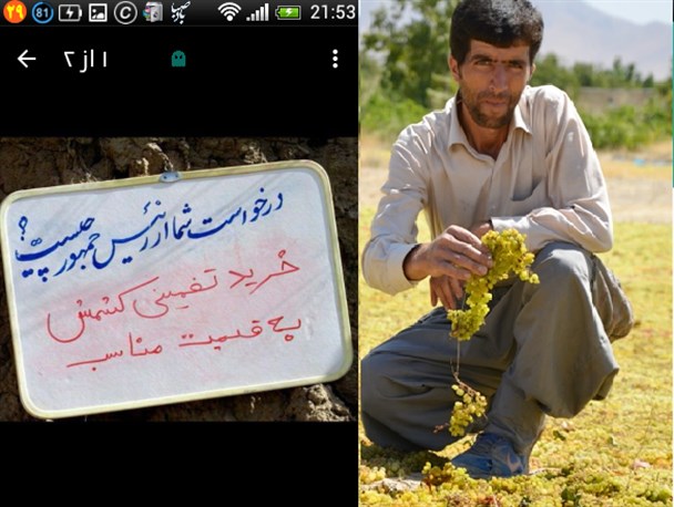 «قیمت تضمینی کشمش» جوابگوی هزینه تولید نیست+تصاویر