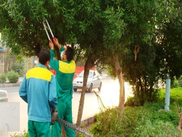 هرس درخت کنوکارپوس در دو راهی شبکه بهداشت و شورای شهر باغملک
