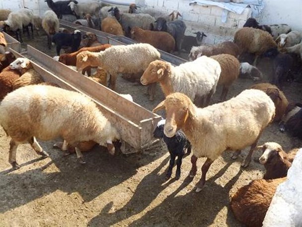 بی توجهی مسئولین باعث بی رغبتی کارآفرینان اقتصاد مقاومتی می شود
