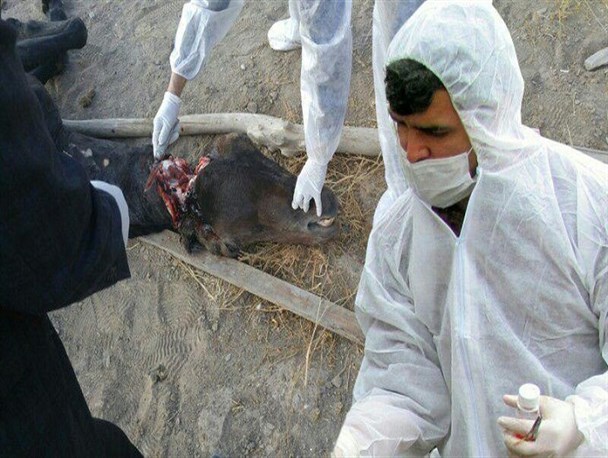 تدفین بهداشتی لاشه اسب مشکوک به «هاری» در شاندیز