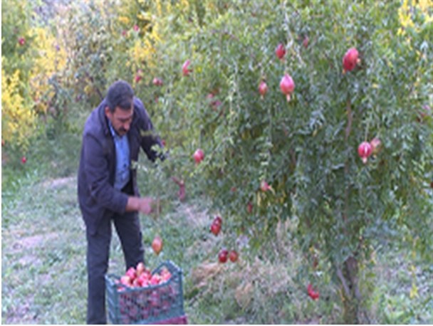 خسارت به باغات انار به دلیل سرمای زودرس