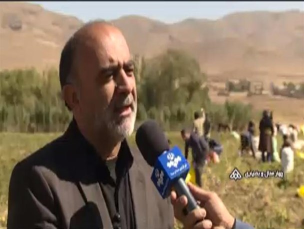 آغاز برداشت سیب زمینی از مزارع چهارمحال و بختیاری
